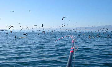 Fish Photo 1