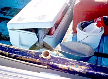 East Cape Mexico Fishing Ice Chest Photo 1